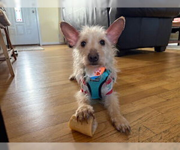 Medium Photo #1 Poodle (Miniature)-Unknown Mix Puppy For Sale in Aurora, CO, USA