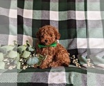 Small Photo #3 Poodle (Toy) Puppy For Sale in LINCOLN UNIVERSITY, PA, USA