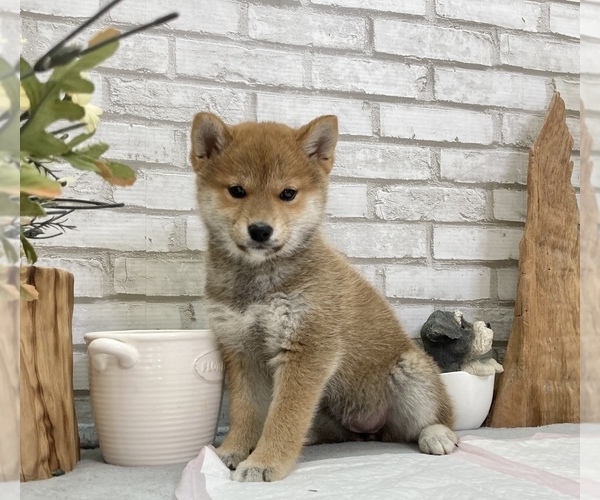 Medium Photo #5 Shiba Inu Puppy For Sale in S LAKE TAHOE, CA, USA