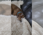 Small #8 American Staffordshire Terrier-Boxer Mix