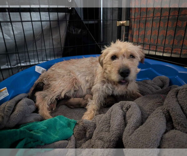 Medium Photo #3 Mutt Puppy For Sale in Grafton, WI, USA