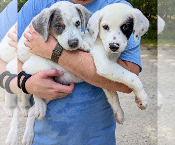 Medium Photo #3 Mutt Puppy For Sale in Garden City, NY, USA