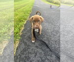 Small #2 Labrador Retriever Mix