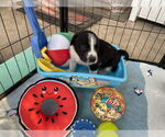 Small #4 Great Pyrenees