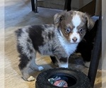 Small #7 Miniature Australian Shepherd