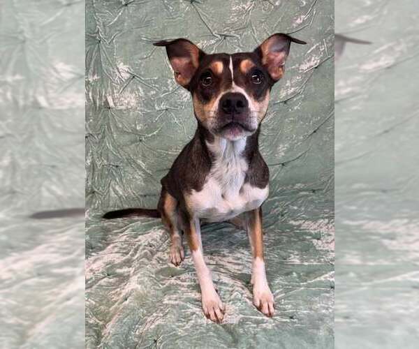 Medium Photo #1 Australian Kelpie-Unknown Mix Puppy For Sale in Brewster, NY, USA