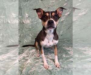 Australian Kelpie-Unknown Mix Dogs for adoption in Brewster, NY, USA
