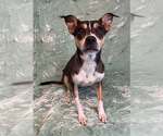 Small Australian Kelpie Mix