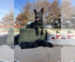 Small Photo #1 German Shepherd Dog Puppy For Sale in STOCKTON, CA, USA