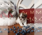Small Photo #2 Shih Tzu Puppy For Sale in ALLENSVILLE, KY, USA