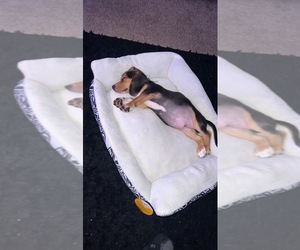 Beagle Puppy for sale in BUFORD, GA, USA