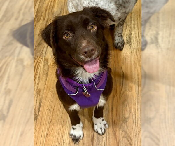 Medium Photo #1 Australian Shepherd-Unknown Mix Puppy For Sale in Aurora, CO, USA