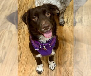 Australian Shepherd-Unknown Mix Dogs for adoption in Aurora, CO, USA