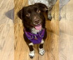 Brownie #11 - Female Australian Shepherd-Unknown Mix Dog for Adoption - Small photo