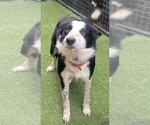 Small #21 Border Collie