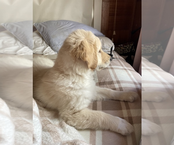 Medium Photo #1 Golden Retriever-Norwegian Elkhound Mix Puppy For Sale in PULTENEY, NY, USA