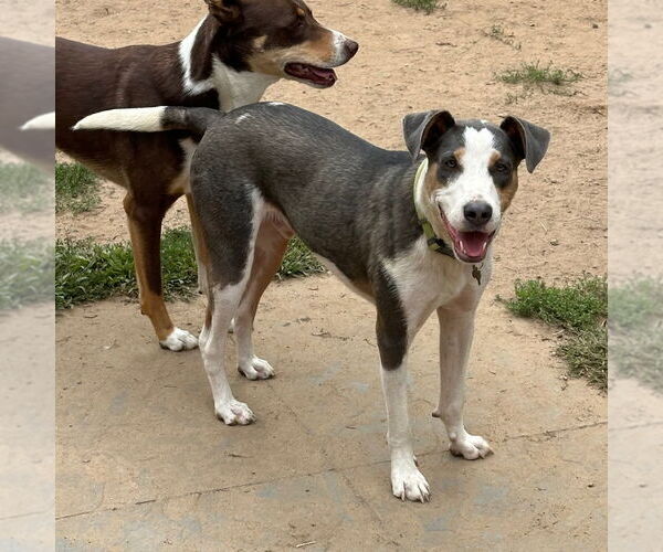 Medium Photo #20 Mutt Puppy For Sale in Canton, CT, USA