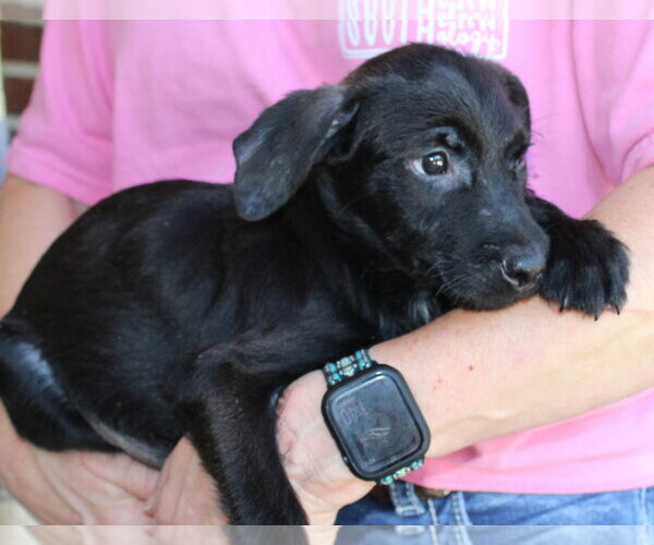Medium Photo #3 Mutt Puppy For Sale in Prattville, AL, USA