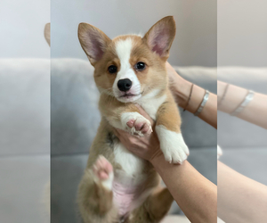 Pembroke Welsh Corgi Puppy for sale in ARCADIA, CA, USA