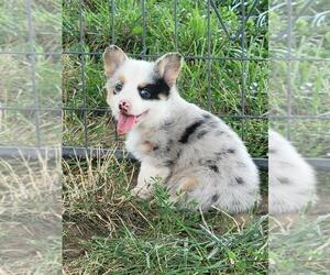 Aussie-Corgi Puppy for sale in JASONVILLE, IN, USA