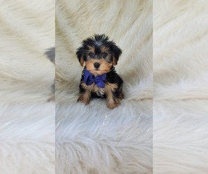 Yorkshire Terrier Puppy for sale in INDIANAPOLIS, IN, USA