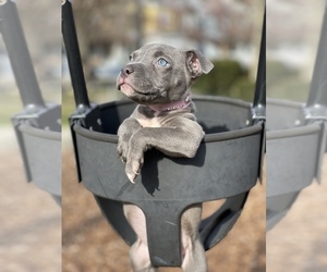American Pit Bull Terrier Puppy for sale in TRENTON, NJ, USA