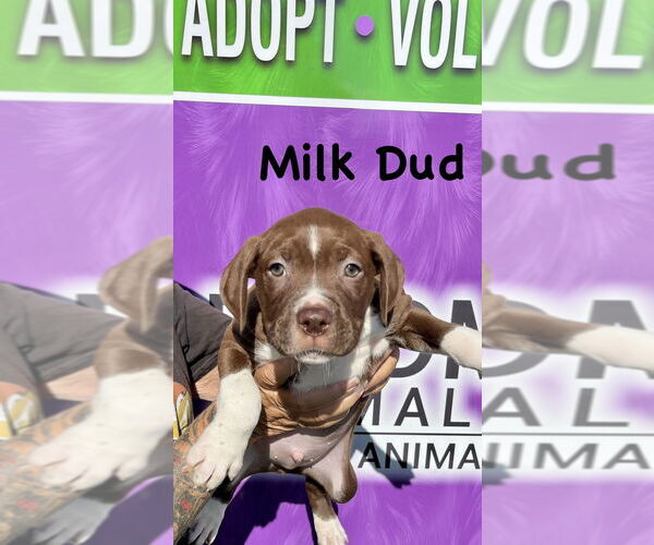 Medium Photo #5 Boxer-Unknown Mix Puppy For Sale in Mooresville, NC, USA