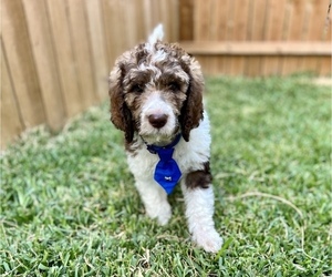 Poodle (Standard) Puppy for Sale in SAN ANTONIO, Texas USA