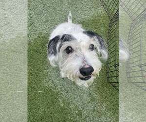 Mutt Dogs for adoption in Tempe , AZ, USA