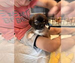 Small #2 German Shepherd Dog Mix