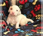 Small #1 Goldendoodle (Miniature)