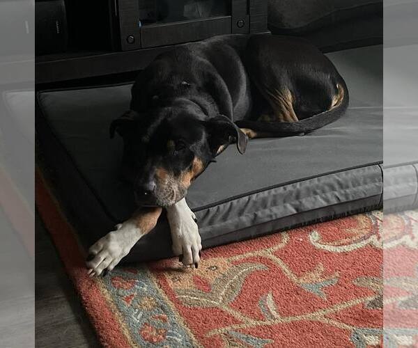 Medium Photo #5 Boxador Puppy For Sale in Houston, TX, USA