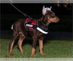 Small Photo #17 Doberman Pinscher Puppy For Sale in MOUNT OLIVE, NC, USA