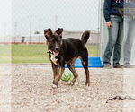 Small #29 American Pit Bull Terrier-German Shepherd Dog Mix
