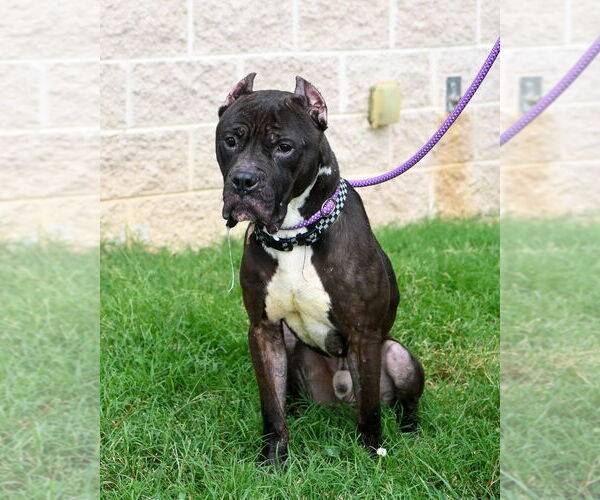 Medium Photo #3 Mastiff Puppy For Sale in Glen Allen, VA, USA