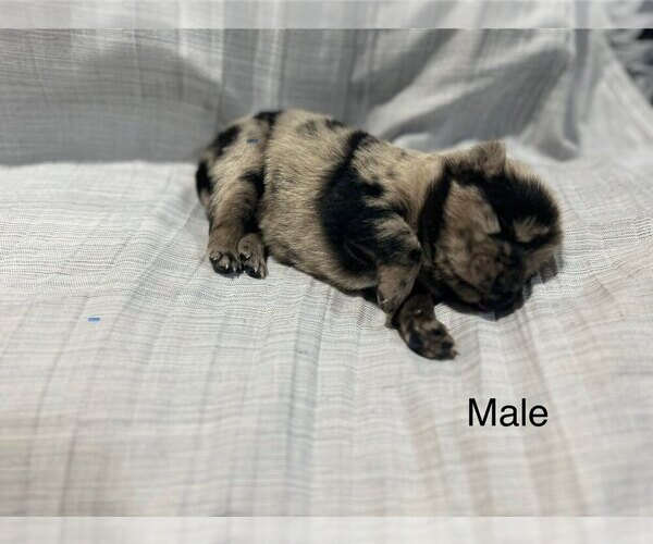 Medium Photo #1 Chow Chow Puppy For Sale in ARLINGTON, TX, USA