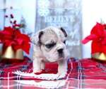 Small Photo #1 Bulldog Puppy For Sale in FORT LAUDERDALE, FL, USA