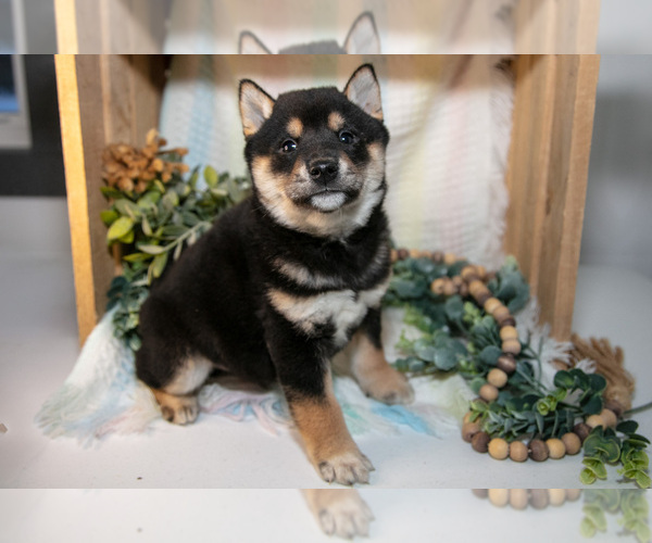 Medium Photo #3 Shiba Inu Puppy For Sale in TOPEKA, IN, USA