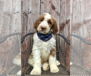 Goldendoodle Puppy for Sale in RICHMOND, Illinois USA