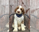 Image preview for Ad Listing. Nickname: GOLDENDOODLE