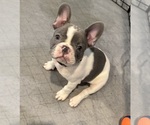 Small French Bulldog