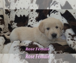 Medium Golden Retriever
