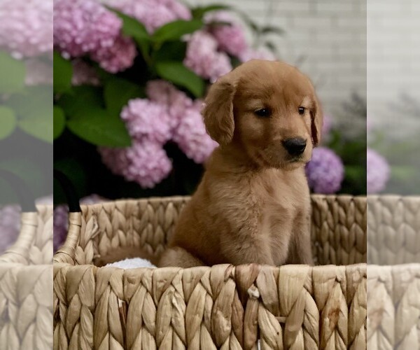 Medium Photo #36 Golden Retriever Puppy For Sale in BUFFALO, MO, USA