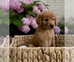 Small Photo #36 Golden Retriever Puppy For Sale in BUFFALO, MO, USA