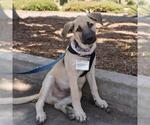 Small #7 Labrador Retriever Mix