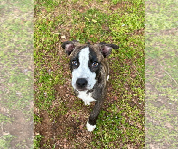 Medium Photo #10 American Staffordshire Terrier-German Shepherd Dog Mix Puppy For Sale in McDonough, GA, USA