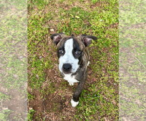 Bella - Female American Staffordshire Terrier-German Shepherd Dog Mix Dog for Adoption - Photo #10