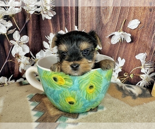 Medium Photo #4 Yorkshire Terrier Puppy For Sale in CASSVILLE, MO, USA
