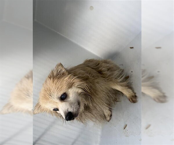Medium Photo #1 Pomeranian Puppy For Sale in Houston, TX, USA