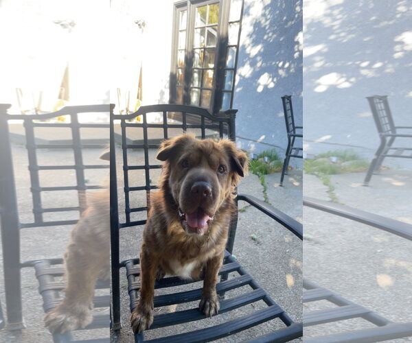 Medium Photo #1 Australian Shepherd-Unknown Mix Puppy For Sale in Woodland, CA, USA